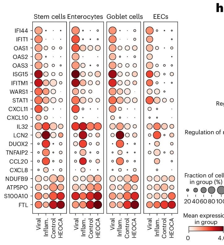 Open access visualization of Bubble Plot, Dot Plots, Gene Expression, HEOCA, Cytokine Treatment