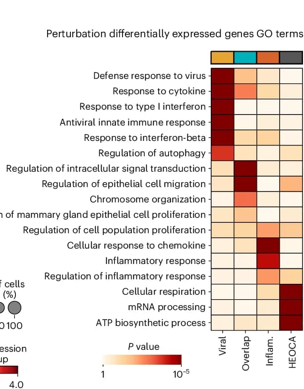 Open access visualization of Heatmap, DEGs, GO Enrichment, Cytokine Treatments, HEOCA