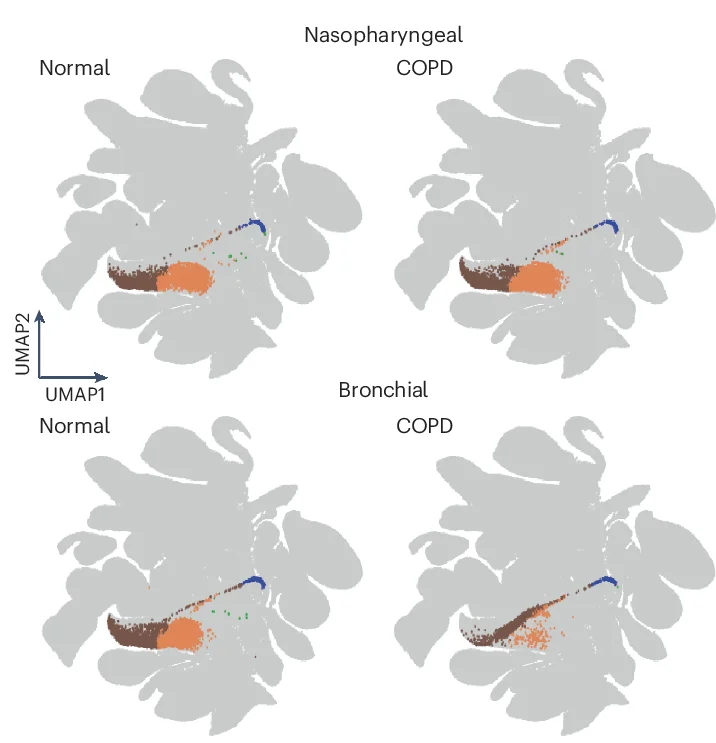 Open access visualization of UMAP, Normal Samples, COPD Samples, Nasopharyngeal Organoid Samples, Bronchial Organoid Samples