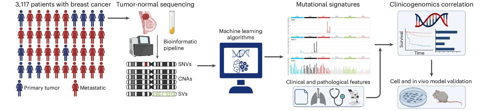 Open access visualization of Workflow, Bar Plot, Survival Curve, Analysis Pipeline, MSK-IMPACT