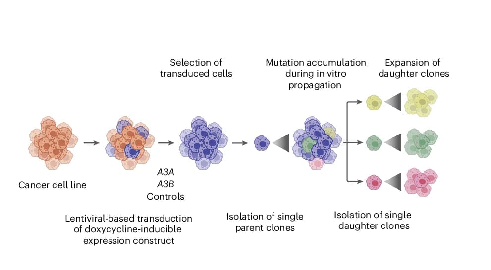 Open access visualization of Workflow, Illustration, Experimental Design, Mutational Processes, Cells