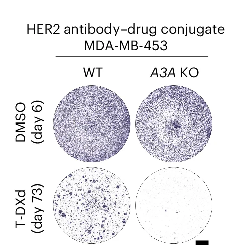 Open access visualization of Photo, Crystal Violet Staining, MDA-MB-453 WT Cells, A3A KO Cells, DMSO