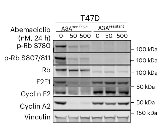 Open access visualization of Gel, Immunoblot, Cell-Cycle Regulatory Proteins, A3A Sensitive Cells, A3A Resistant Cells