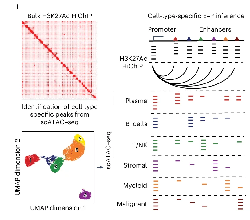 Open access visualization of UMAP, Heatmap, Illustration, Enhancer-Promoter Interactions, HiChIP
