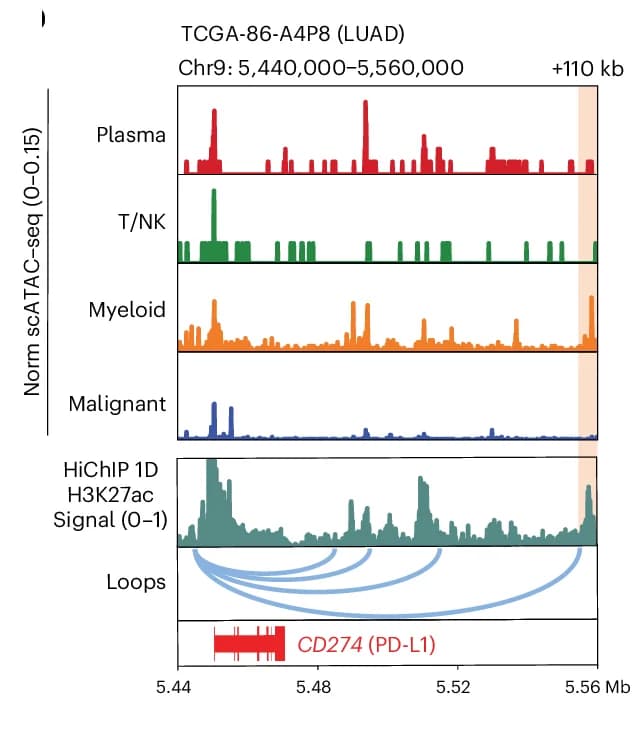 Open access visualization of Line Plot, scATAC-seq, H3K27ac HiChIP, CD274 Locus, PD-L1