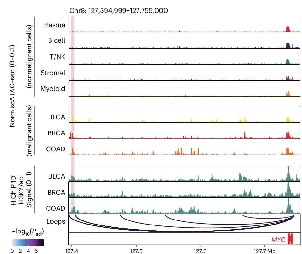 Open access visualization of Line Plot, scATAC-seq, H3K27ac HiChIP, MYC Locus, Chromatin Accessibility