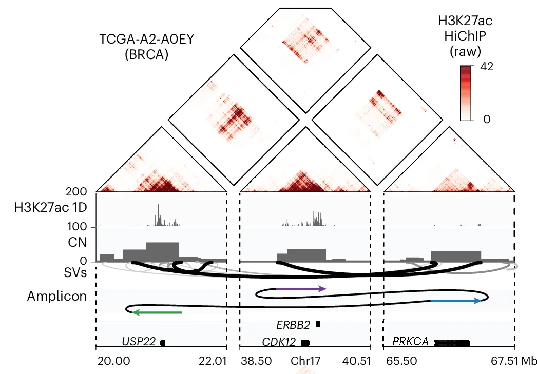 Open access visualization of Heatmap, Line Plot, Bar Plot, HiChIP, ERBB2