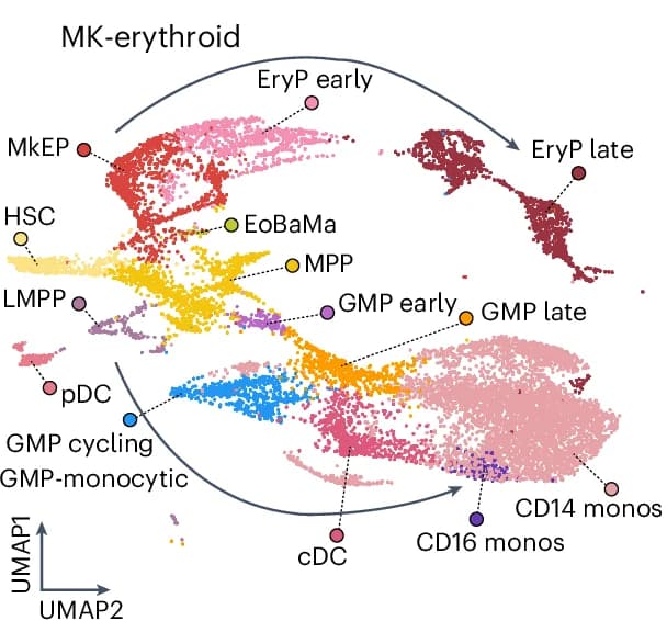Open access visualization of Scatter Plot, UMAP, Healthy Donor, Hematopoietic Hierarchy, HSPCs