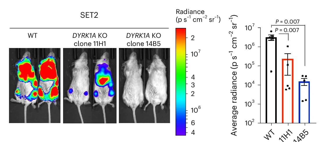Open access visualization of Bar Plot, Photo, Microscopy, Error Bars, Bioluminescence