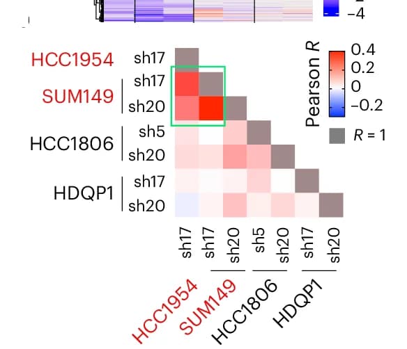 Open access visualization of Heatmap, Clustered, Pearson Correlation, Fold Change, KDM4C