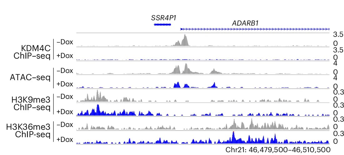 Open access visualization of Line Plot, Genomic Track, KDM4C, ATAC-seq, H3K36me3