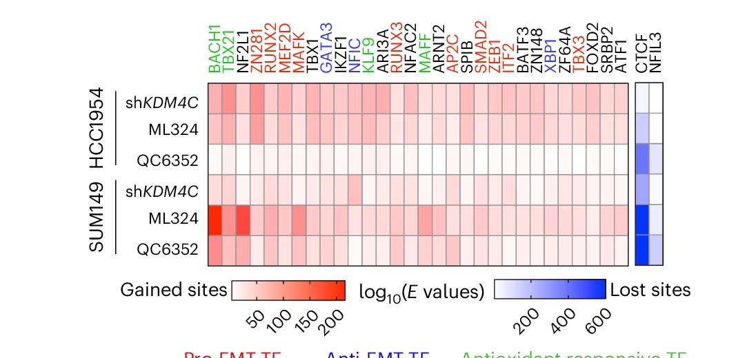 Open access visualization of Heatmap, Enriched Motifs, ATAC Sites, Transcription Factors, EMT