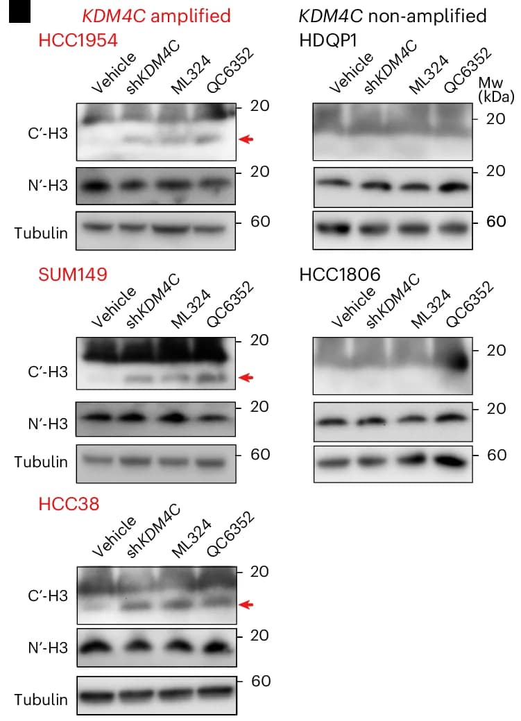 Open access visualization of Gel, Heatmap, Histone Peptide, Mass Spectrometry, Cell Lines