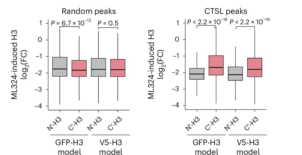 Open access visualization of Box Plot, Box Plots, ML324-Induced H3 Signal Changes, ChIP-Seq Sample, CTSL Peaks
