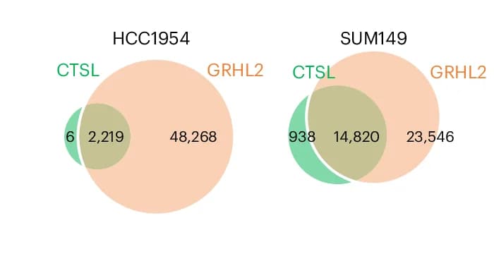 Open access visualization of Venn Diagram, Venn Diagrams, Binding Sites, Cell Lines