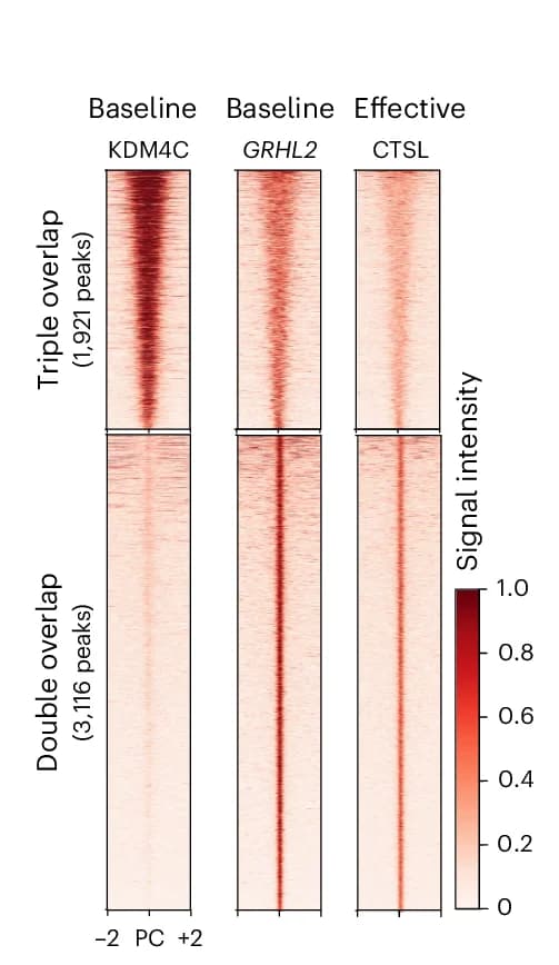 Open access visualization of Heatmap, Heatmaps, Overlapping Peaks, Cell Lines, Signal Intensity