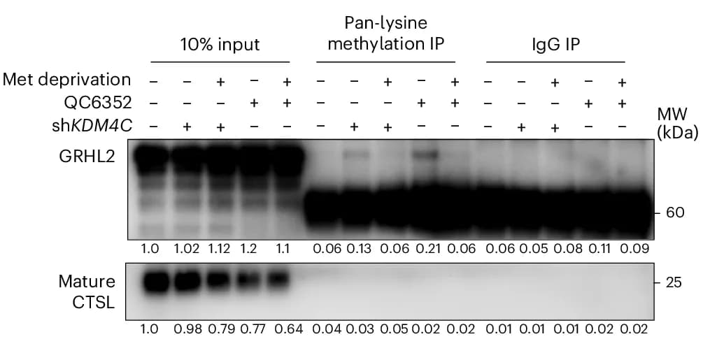 Open access visualization of Gel, Immunoblot, Immunoprecipitants, Antibody, Signal