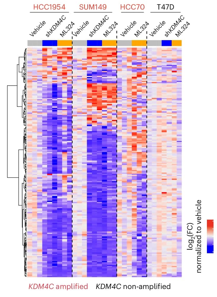 Open access visualization of Heatmap, Clustered, Polar Metabolites, Dox-inducible sh KDM4C, HCC1954 Cells