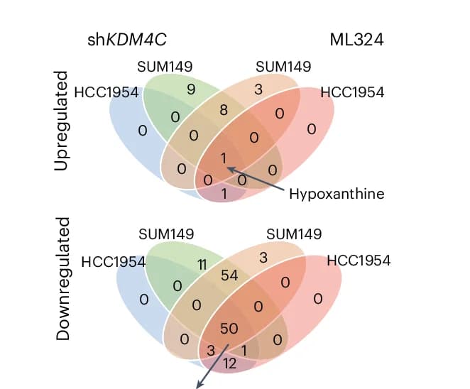 Open access visualization of Venn Diagram, Venn Diagrams, Upregulated Metabolites, Downregulated Metabolites, sh KDM4C