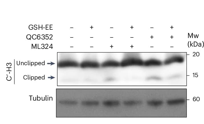 Open access visualization of Gel, Immunoblot Analysis, Histone H3, SUM149 Cells, QC6352 Treatment