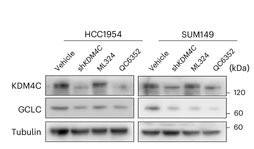 Open access visualization of Gel, Immunoblot, KDM4C, GCLC, HCC1954