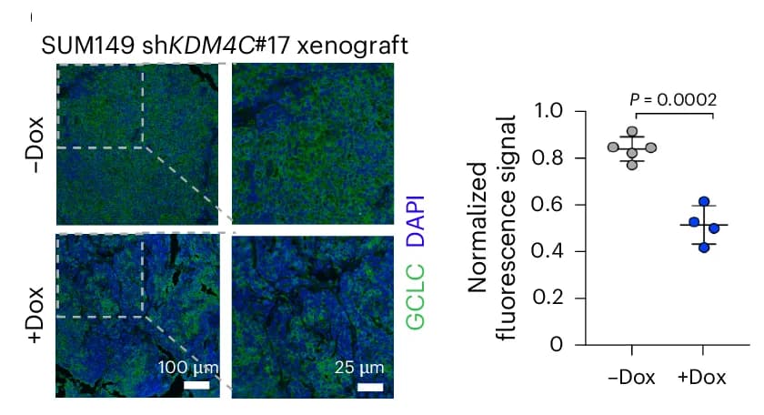 Open access visualization of Microscopy, Scatter Plot, Immunofluorescence, GCLC, Xenografts