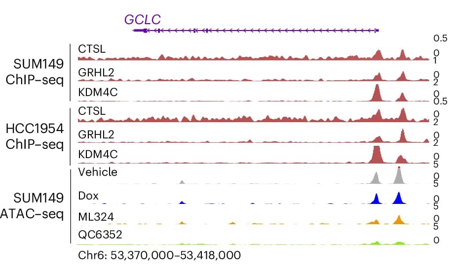 Open access visualization of Line Plot, Genomic Track, CTSL, GRHL2, KDM4C