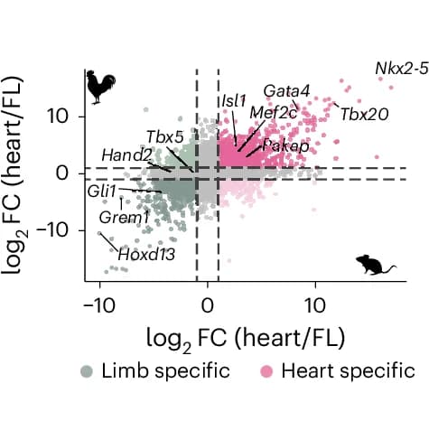 Open access visualization of Scatter Plot, Volcano Plot, Gene Expression, Mouse, Chicken
