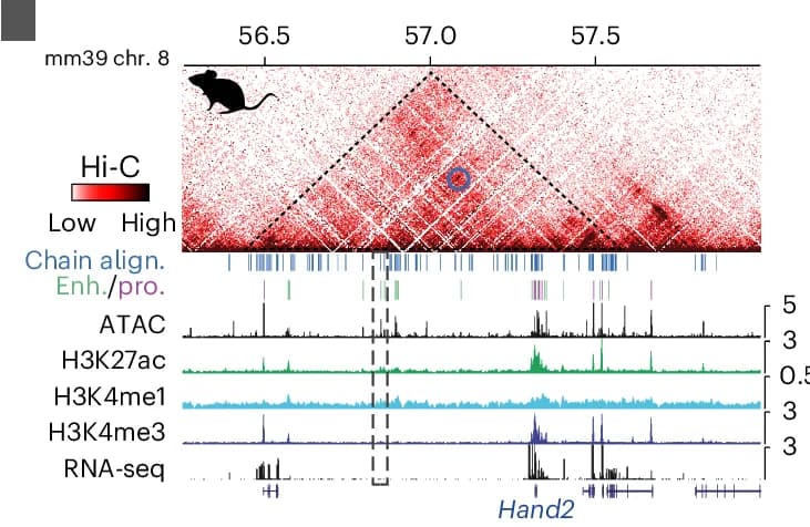 Open access visualization of Heatmap, Line Plot, Syntenic Regions, Chromatin Structure, Histone Modifications