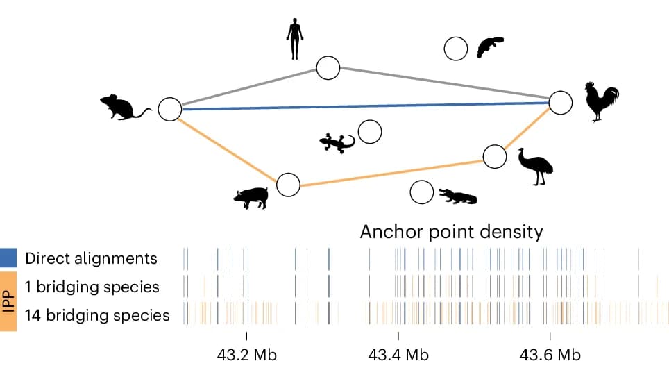 Open access visualization of Network, Bar Plot, Anchor Points, Mouse Genome, Bridging Species