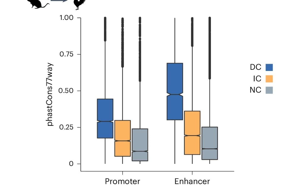 Open access visualization of Box Plot, PhastCons77way Scores, Promoters, Enhancers, IPP