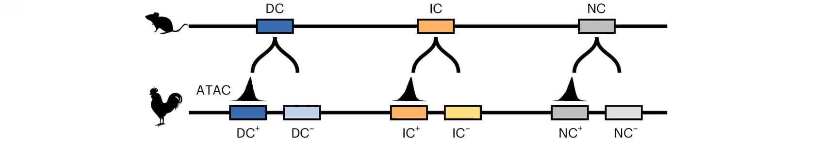 Open access visualization of Illustration, Workflow, Genomic Regions, Mouse CREs, Signal Enrichment