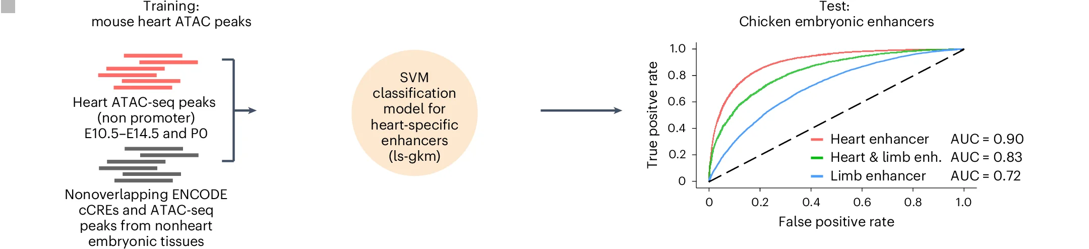 Open access visualization of Line Plot, SVM Model, Heart Enhancers, ATAC-seq Peaks, Embryonic Heart