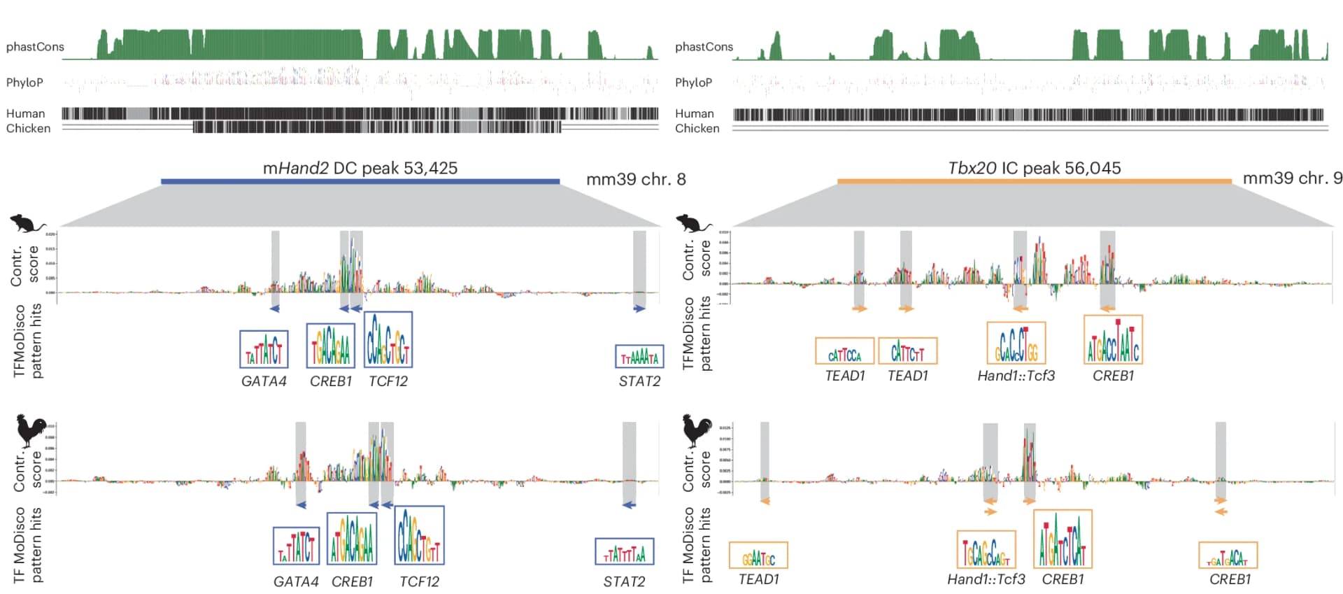 Open access visualization of Line Plot, Bar Plot, Sequence Conservation Scores, Human, Chicken