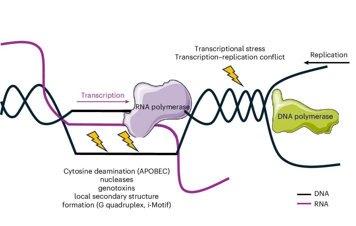 Open access visualization of Illustration, Workflow, R-Loops, Mutagenesis