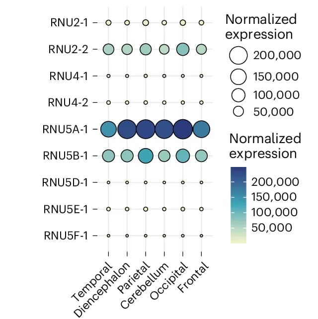 Open access visualization of Bubble Plot, RNA-Seq, Expression Data, Brain Development, ENCODE