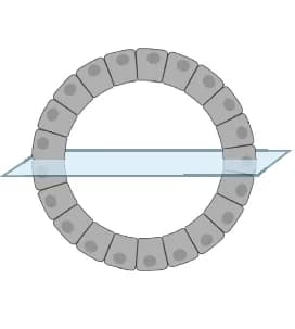 Open access visualization of Illustration, Time-lapse Series, BO Enteroid, Wild-type Shigella, Constitutive Reporter