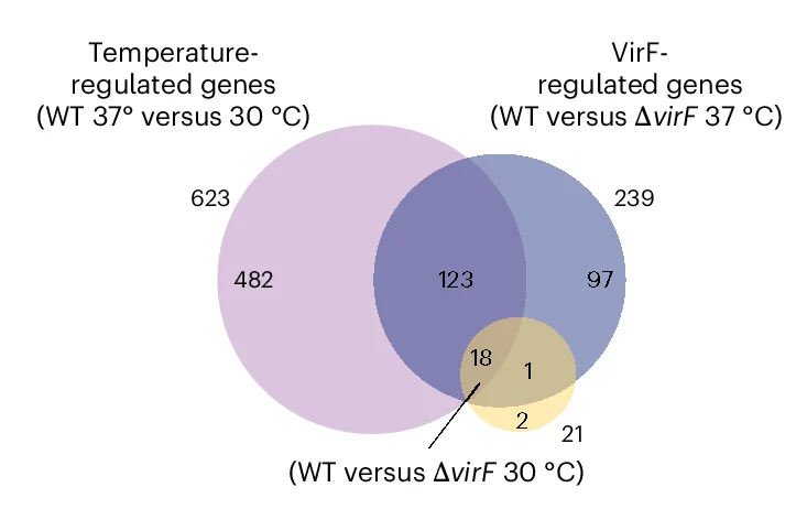 Open access visualization of Venn Diagram, Shigella, Differentially Expressed Genes, Temperature-regulated Genes, VirF-regulated Genes