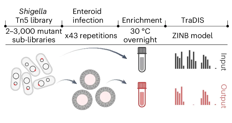 Open access visualization of Workflow, Bar Plot, Shigella, TraDIS, Enteroids