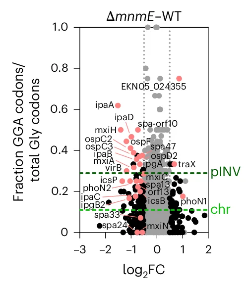 Open access visualization of Volcano Plot, Scatter Plot, Relative Protein Levels, mnmE, Wild-type Strains