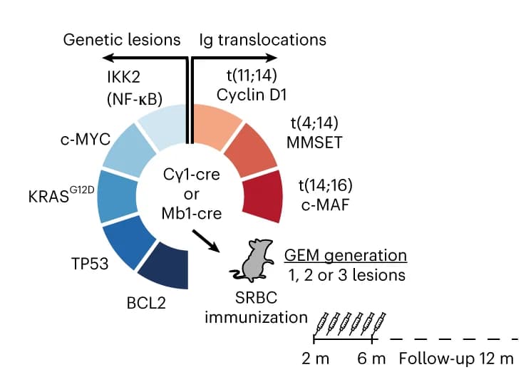 Open access visualization of Illustration, Workflow, Genetic Screen, Transgenic Mice, MM