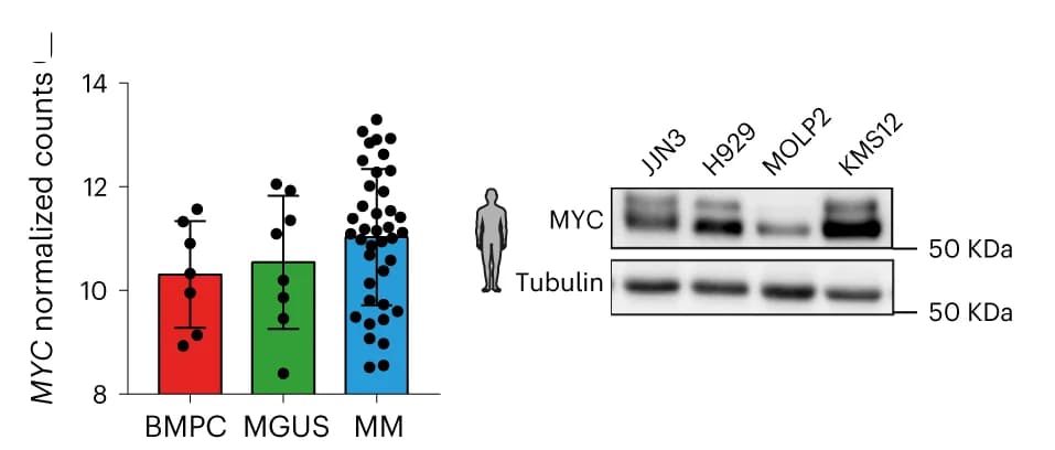 Open access visualization of Bar Plot, Error Bars, Photo, Gel, MYC