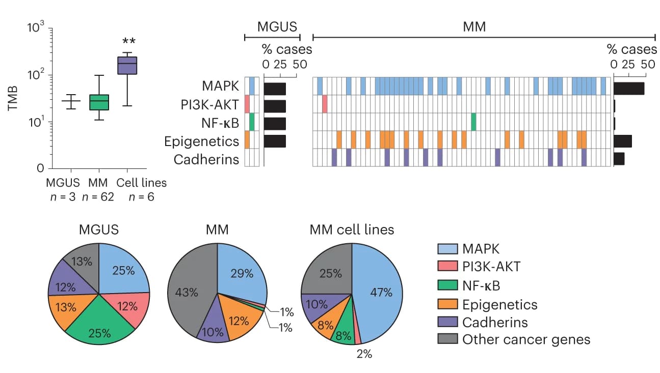 Open access visualization of Box Plot, Pie Chart, Tumor Mutational Burden, Whole Exome Sequencing, Multiple Myeloma