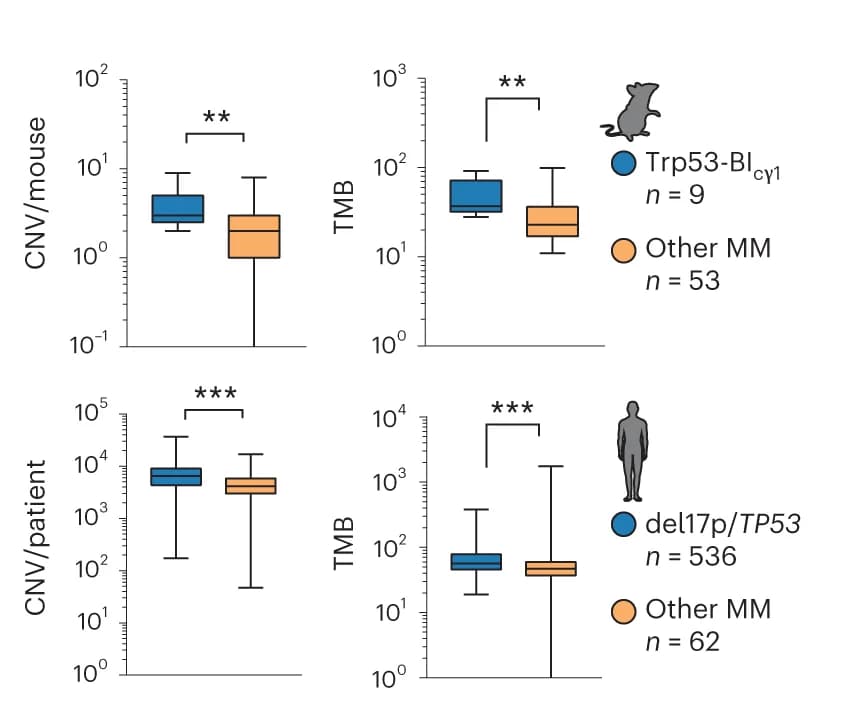 Open access visualization of Box Plot, Copy Number Variation, Tumor Mutational Burden, Whole Exome Sequencing, Multiple Myeloma