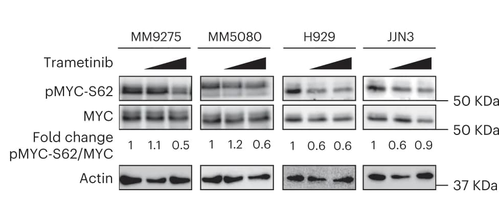 Open access visualization of Gel, MYC Phosphorylation, Trametinib Treatment, Mouse Cell Lines, Human Cell Lines