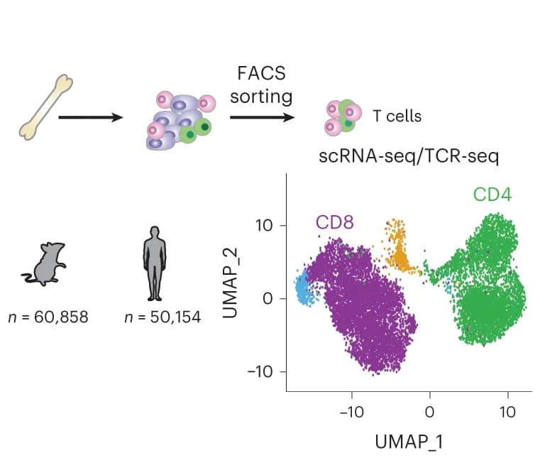Open access visualization of UMAP, Workflow, scRNA-seq, TCR-seq, CD3+ T Cells