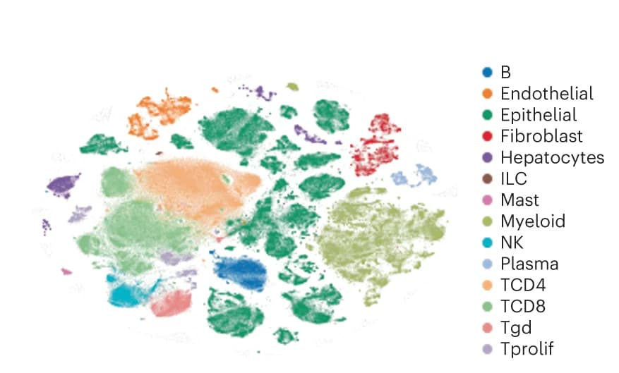 Open access visualization of Scatter Plot, UMAP, PCA, t-distributed stochastic neighbor embedding, Innate Lymphoid Cell