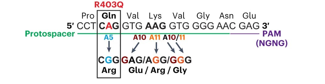 Open access visualization of Workflow, Illustration, Genomic Sequence, HCM R403Q, Pathogenic Variant