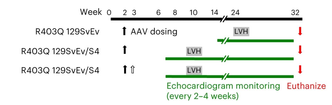Open access visualization of Workflow, Experimental Design, AAV9 Delivery, Disease Evaluation, ABE8e