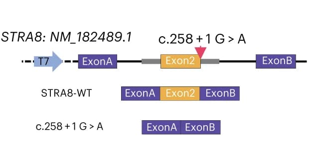 Open access visualization of Illustration, Workflow, Schematic representation, Mini-gene assay, Splicing mode